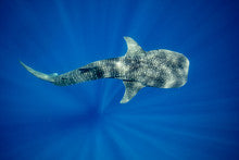 Whale Shark